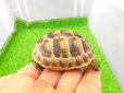 画像5: 美！　イベラギリシャリクガメ　約６cm　１