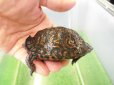 画像2: 美！　マンヤマガメ（アカスジヤマガメ）　約７cm　１ (2)