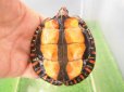 画像7: 美！　マンヤマガメ（アカスジヤマガメ）　約７cm　１
