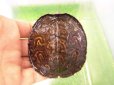 画像5: 美！　マンヤマガメ（アカスジヤマガメ）　約７cm　１