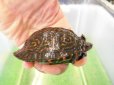 画像6: 美！　マンヤマガメ（アカスジヤマガメ）　約７cm　１