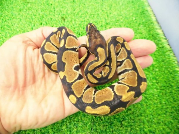 画像4: 美！　ボールパイソン（2025FH）　約３０cm♀　１