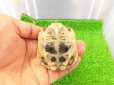 画像6: 美！　イベラギリシャリクガメ　約６cm　１