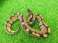 画像1: 美！　ボールパイソン（2025FH）　約３０cm♀　１ (1)