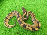 美！　ボールパイソン（2025FH）　約３０cm♀　１