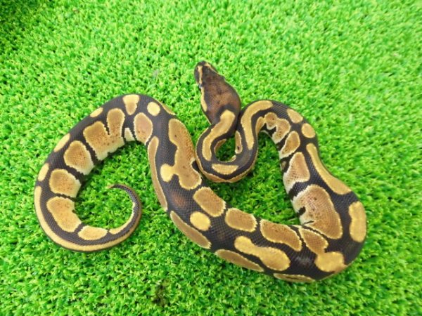 画像1: 美！　ボールパイソン（2025FH）　約３０cm♀　１