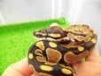 画像5: 美！　ボールパイソン（2025FH）　約３０cm♀　１ (5)