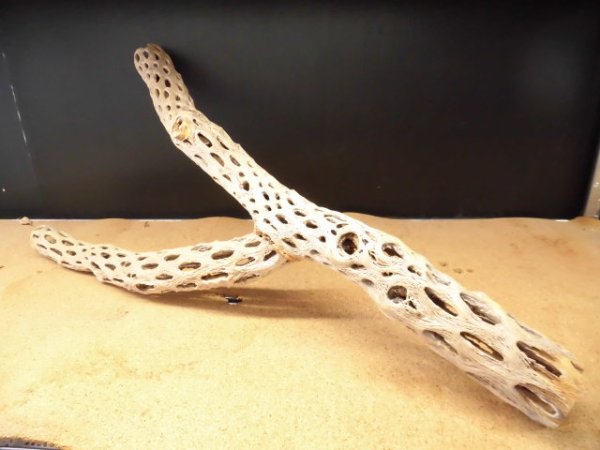 画像3: 天然サボテンの骨　枝１（６２☓３１☓６cm）