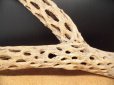 画像2: 天然サボテンの骨　枝１（６２☓３１☓６cm） (2)