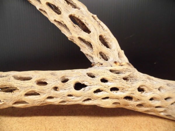 画像2: 天然サボテンの骨　枝１（６２☓３１☓６cm）