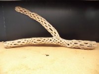 天然サボテンの骨　枝１（６２☓３１☓６cm）