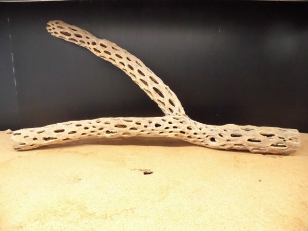 画像1: 天然サボテンの骨　枝１（６２☓３１☓６cm）