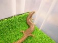 画像5: 美！　シロテンカラカネトカゲ　約１８cmたぶん♀　３ (5)