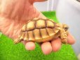 画像3: 美！　ケヅメリクガメＣＢ　　約６ｃｍ　１