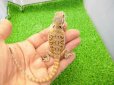 画像3: 美！　フトアゴヒゲトカゲ（オレンジ）　約１３cm　１