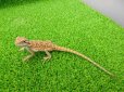 画像5: 美！　フトアゴヒゲトカゲ（オレンジ）　約１３cm　１