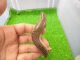 画像1: 美！　シロテンカラカネトカゲ　約１８cmたぶん♀　３ (1)