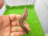 美！　シロテンカラカネトカゲ　約１８cmたぶん♀　３