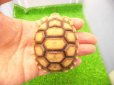 画像1: 美！　ケヅメリクガメＣＢ　　約６ｃｍ　１ (1)