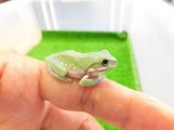 美！　イエアメガエルCB　約３cm　１