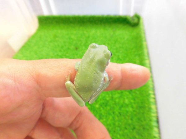 画像3: 美！　イエアメガエルCB　約３cm　１