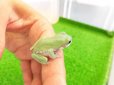 画像2: 美！　イエアメガエルCB　約３cm　１ (2)