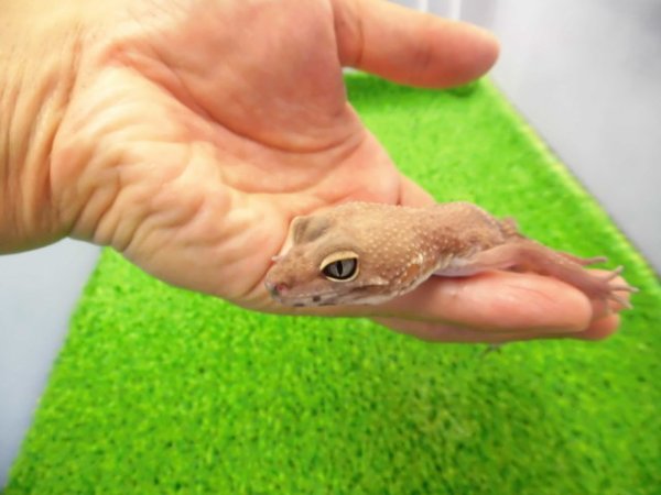 画像2: 美！　タンジェリン（ヒョウモントカゲモドキ）　約１５cm♀　１