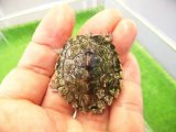 美！　ハイイロチズガメ　約３.５ｃｍ　１