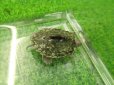 画像5: 美！　ハイイロチズガメ　約３.５ｃｍ　１ (5)