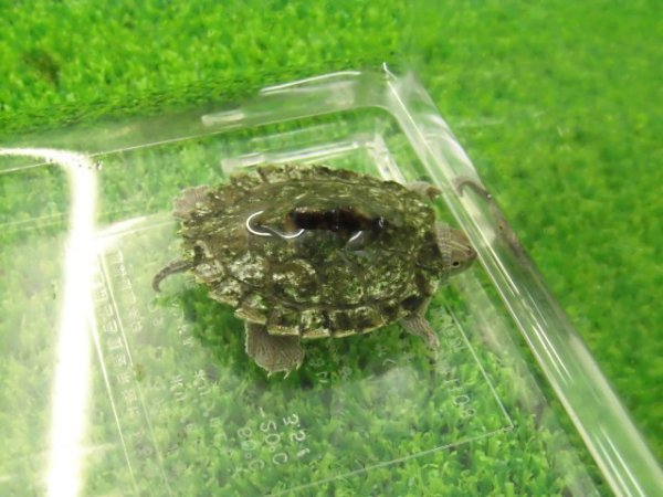 画像5: 美！　ハイイロチズガメ　約３.５ｃｍ　１