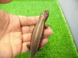 画像3: 美！　ニホントカゲ　約１６cm♂　２