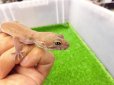 画像3: 美！　タンジェリン（ヒョウモントカゲモドキ）　約１５cm♀　１ (3)