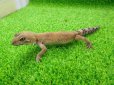 画像5: 美！　タンジェリン（ヒョウモントカゲモドキ）　約１５cm♀　１ (5)