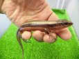 画像2: 美！　ニホントカゲ　約１６cm♂　２ (2)