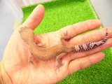 美！　タンジェリン（ヒョウモントカゲモドキ）　約１５cm♀　１