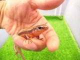 美！　ニホントカゲ　約１６cm♂　２