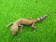 画像4: 美！　タンジェリン（ヒョウモントカゲモドキ）　約１５cm♀　１ (4)