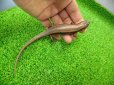 画像4: 美！　ニホントカゲ　約１６cm♂　２
