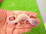 美！　ブリザード（ヒョウモントカゲモドキ）　約１０cm　１