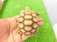画像1: 美！　ケヅメリクガメＣＢ　　約６ｃｍ　２ (1)
