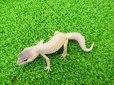 画像5: 美！　ブリザード（ヒョウモントカゲモドキ）　約１０cm　１ (5)