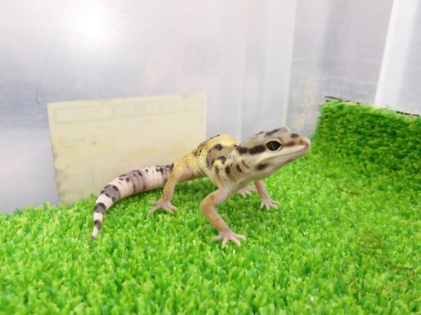 画像5: 美！　ハイイエロー（ヒョウモントカゲモドキ）　約１０cm　１