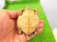 画像6: 美！　ケヅメリクガメＣＢ　　約６ｃｍ　２