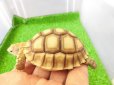 画像4: 美！　ケヅメリクガメＣＢ　　約６ｃｍ　２