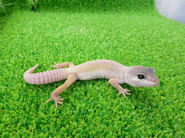 画像4: 美！　ブリザード（ヒョウモントカゲモドキ）　約１０cm　１