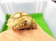 画像5: 美！　ケヅメリクガメＣＢ　　約６ｃｍ　２