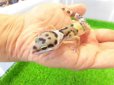 画像3: 美！　ハイイエロー（ヒョウモントカゲモドキ）　約１０cm　１ (3)