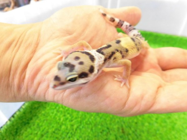 画像3: 美！　ハイイエロー（ヒョウモントカゲモドキ）　約１０cm　１
