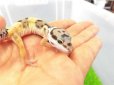 画像2: 美！　ハイイエロー（ヒョウモントカゲモドキ）　約１０cm　１ (2)