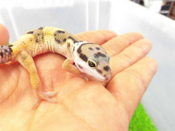 画像2: 美！　ハイイエロー（ヒョウモントカゲモドキ）　約１０cm　１